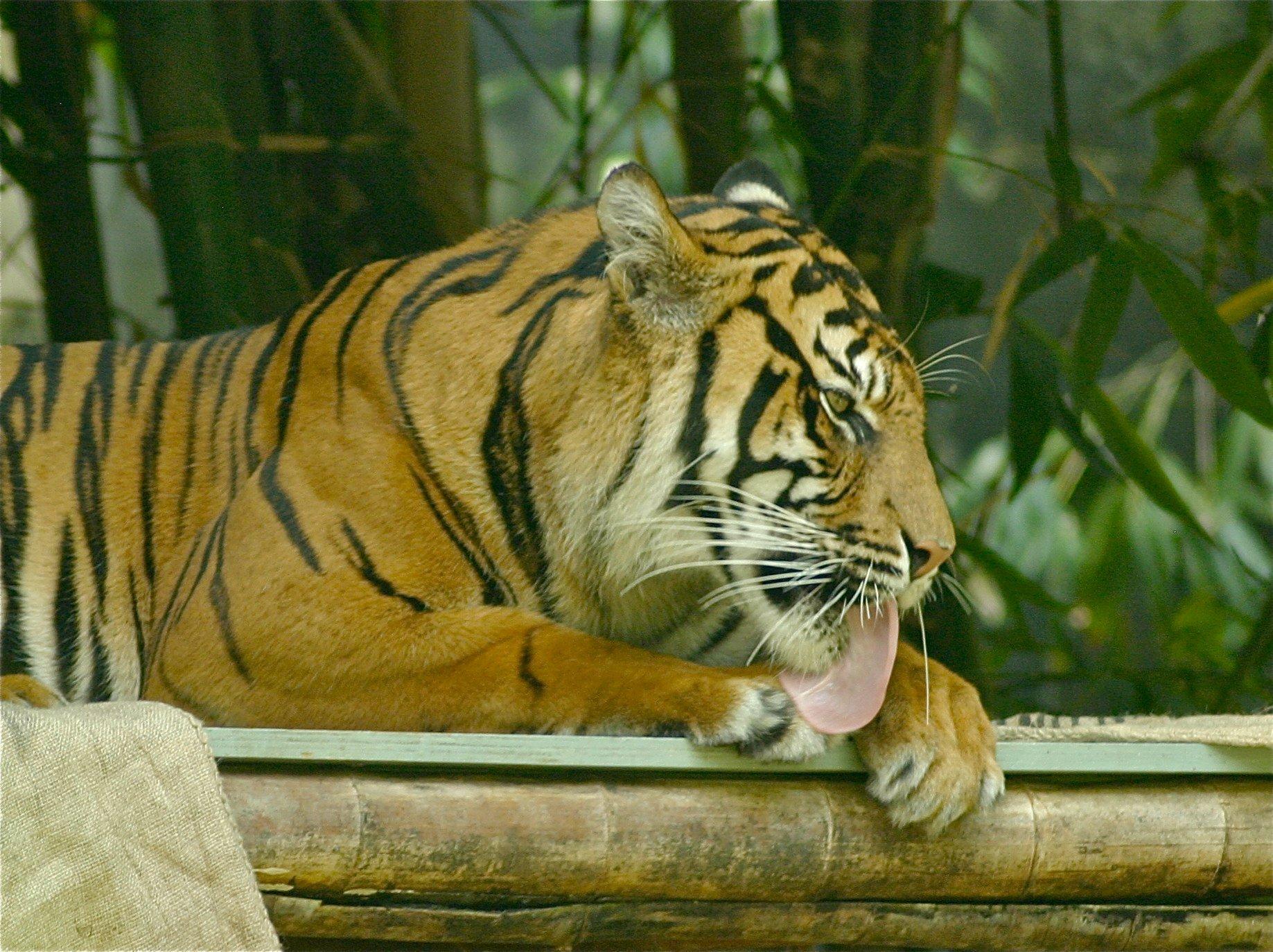 Be the Tiger